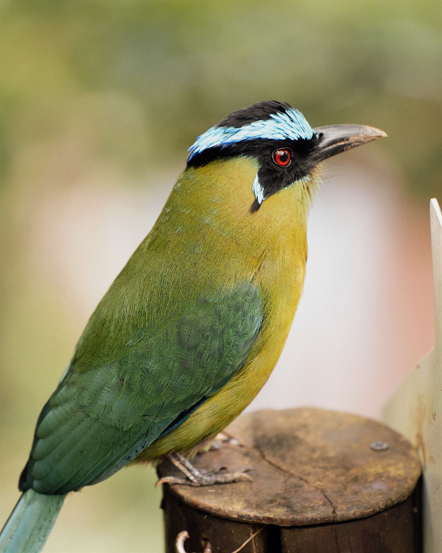 Barranquero (Momotus) posado en IBUKU, la fauna del bosque de Guatapé